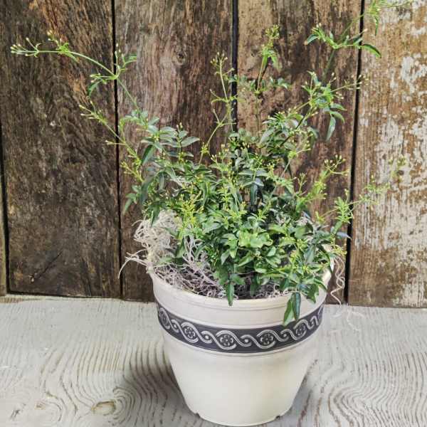 Potted green plant in a white decorative container