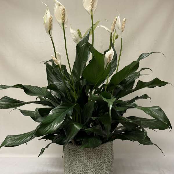Tall peace lily plant with white blooms in a textured light gray pot