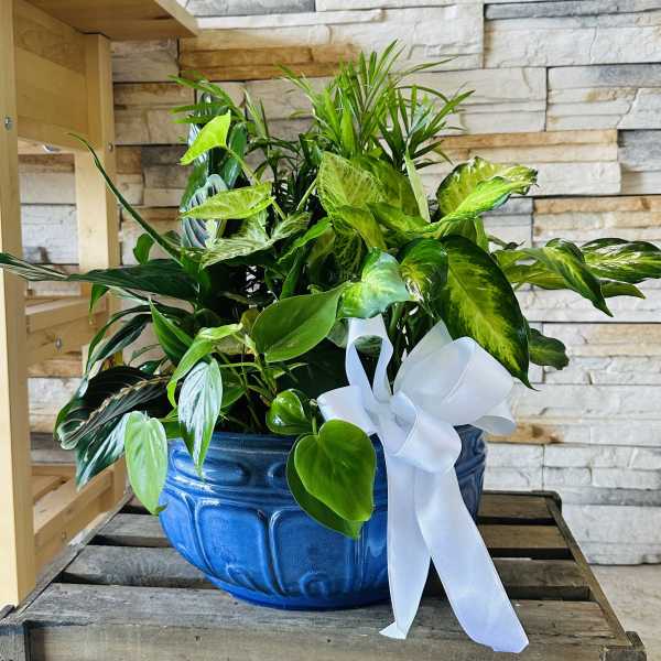 Lush green houseplant arrangement in a blue ceramic pot with a white ribbon