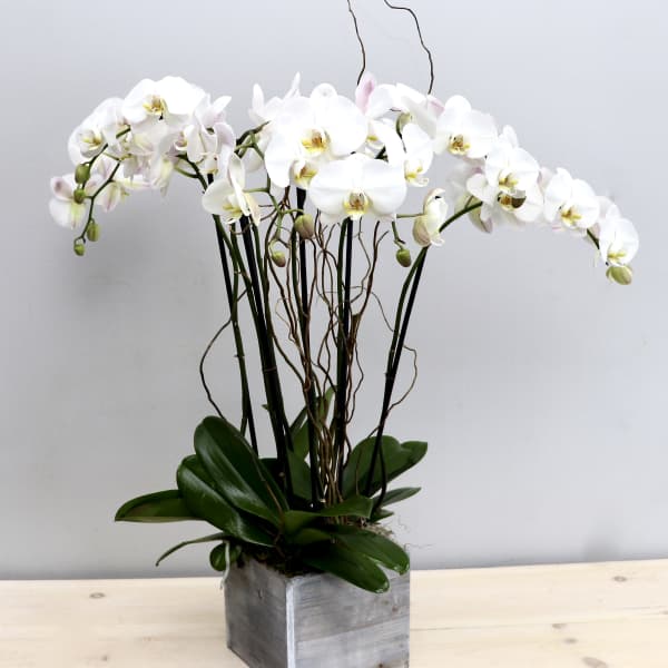 Tall white phalaenopsis orchid plant with multiple stems in a gray wooden cube pot