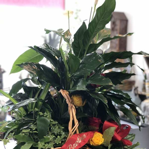 Basket arrangement with green plants and yellow and red roses
