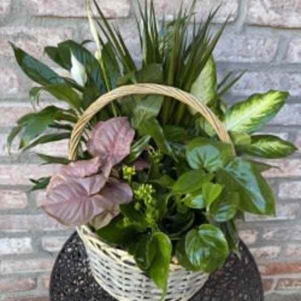 Basket of assorted green houseplants with pink leaves