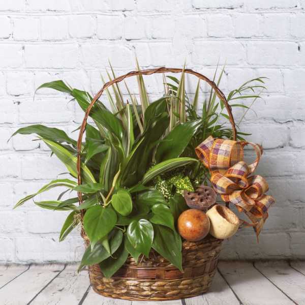 Basket of assorted green houseplants with a plaid ribbon bow