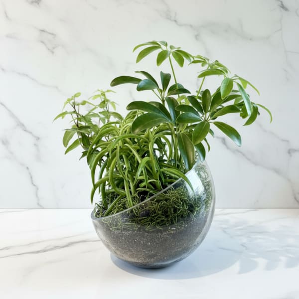 Green houseplants arranged in a clear glass bowl planter