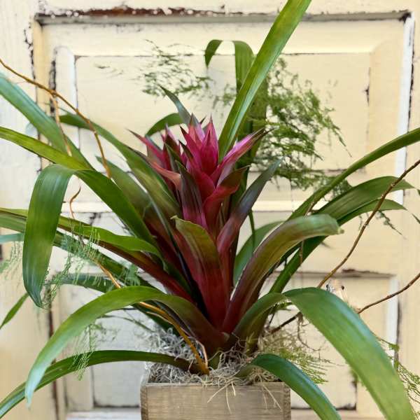 Potted tropical plant with burgundy and green leaves in a wooden container