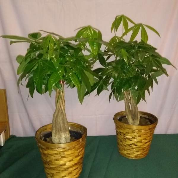 Two potted money trees in woven baskets