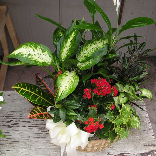 European Dish Garden