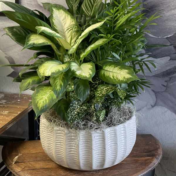 Mixed green houseplants in a white ceramic planter with white blooms
