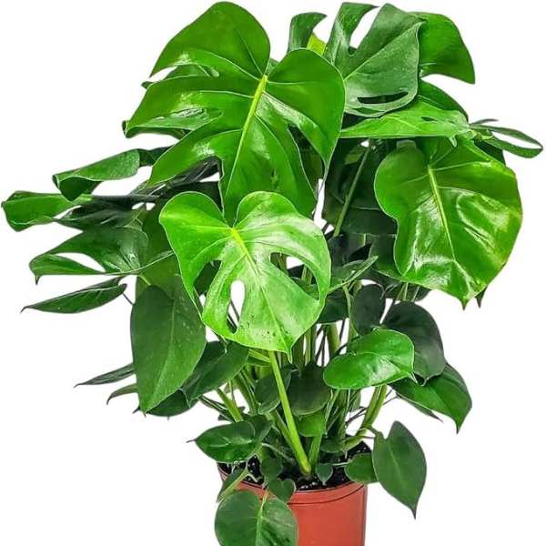 LARGE MONSTERA PLANT
