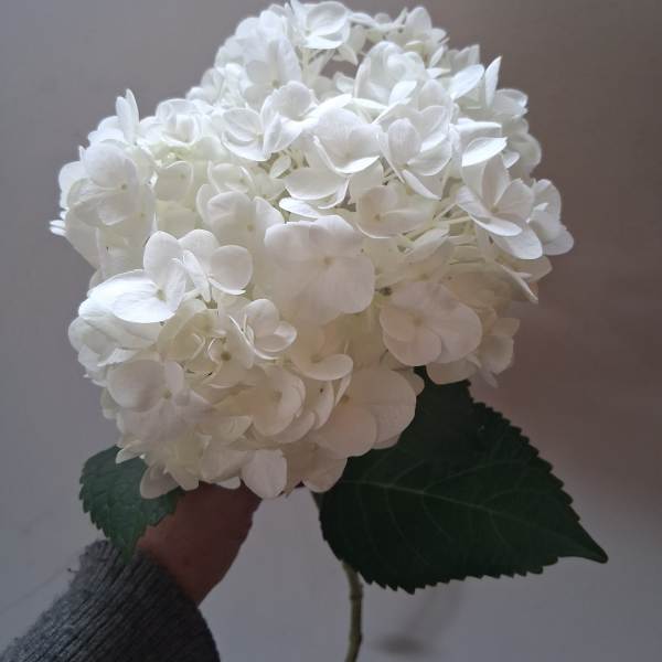 White hydrangea bloom held by hand
