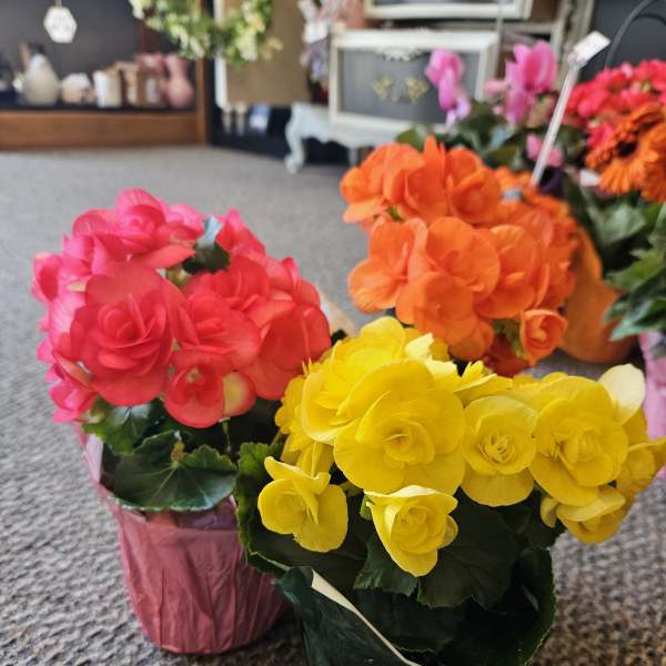 Three potted flowering plants with bright pink, orange, and yellow blooms