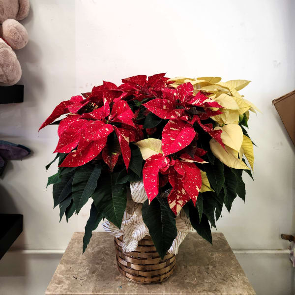 Potted poinsettia arrangement with red and pale yellow bracts in a woven basket