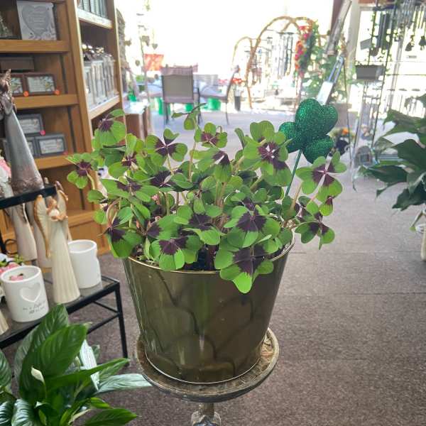 Potted shamrock plant with green and burgundy leaves in a green pot on a decorative cross stand.
