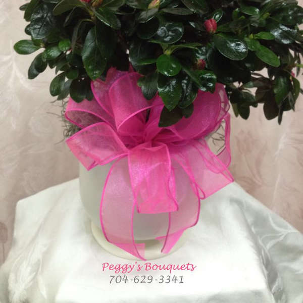Pink potted flowering plant with a large ribbon bow