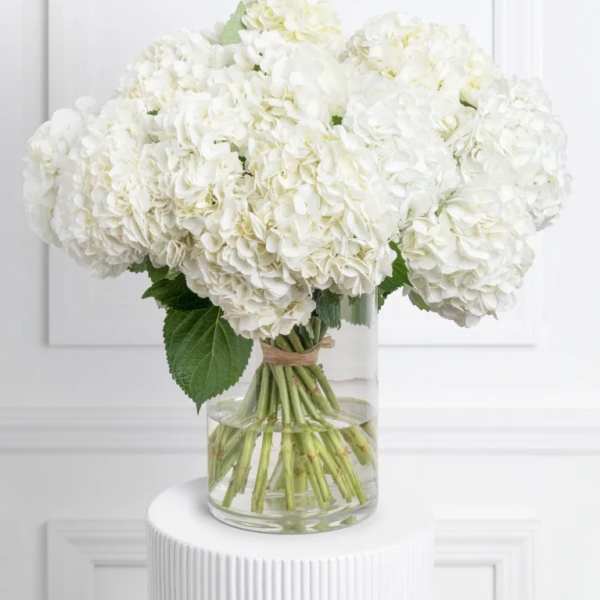 White Hydrangeas
