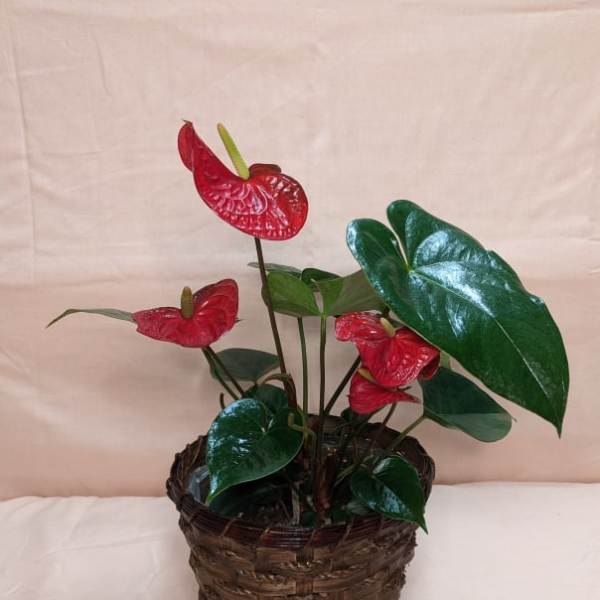 Potted anthurium plant with red blooms in a woven basket