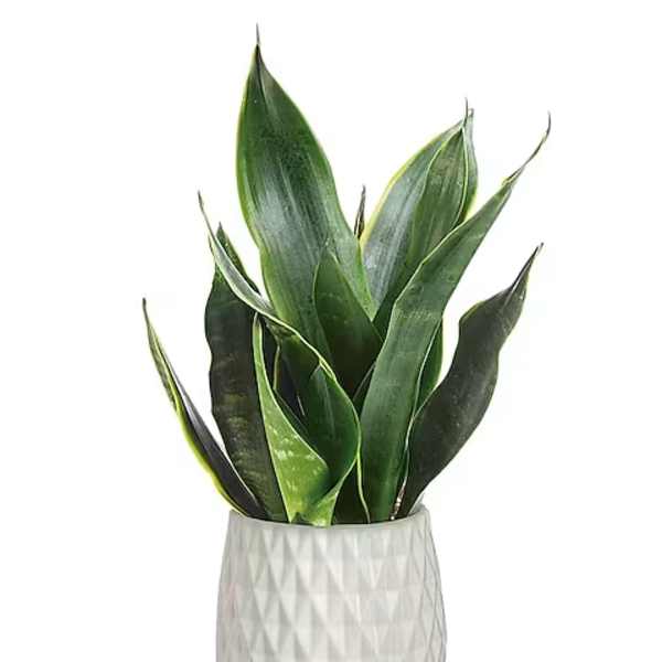 Potted snake plant in a white textured planter on a wooden stand