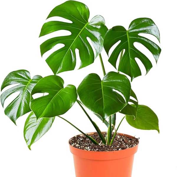 SMALL MONSTERA PLANT
