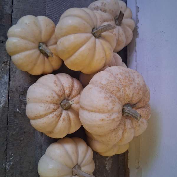 Pile of pale cream pumpkins on a wooden surface