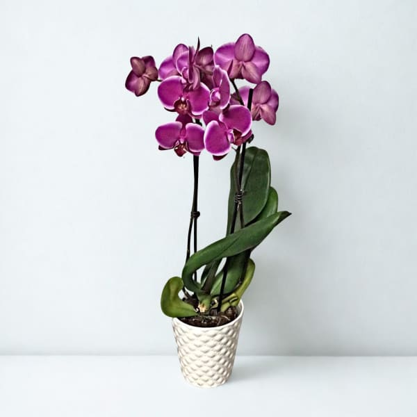 Potted purple orchid with blooms in a white textured pot