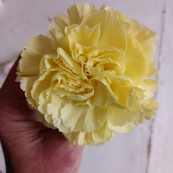 Yellow carnation bloom held in a hand