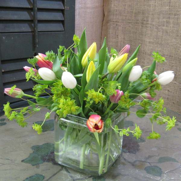 Mixed tulips arranged in a clear square glass vase