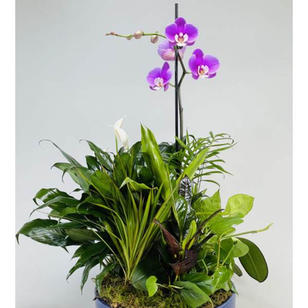 Purple orchid arrangement in a blue bowl planter