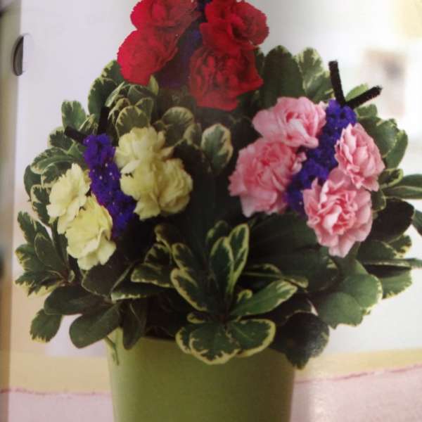 Potted arrangement of carnations in red, pink, and yellow