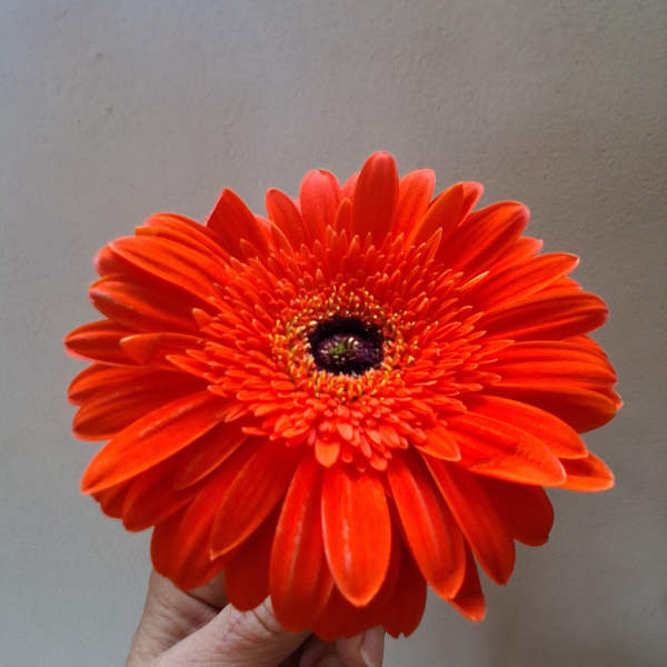 Single orange gerbera daisy held in hand