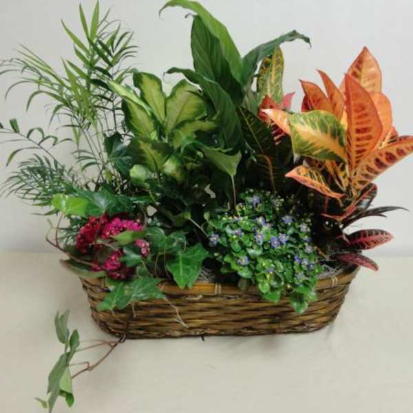 Mixed potted plants arranged in a wicker basket