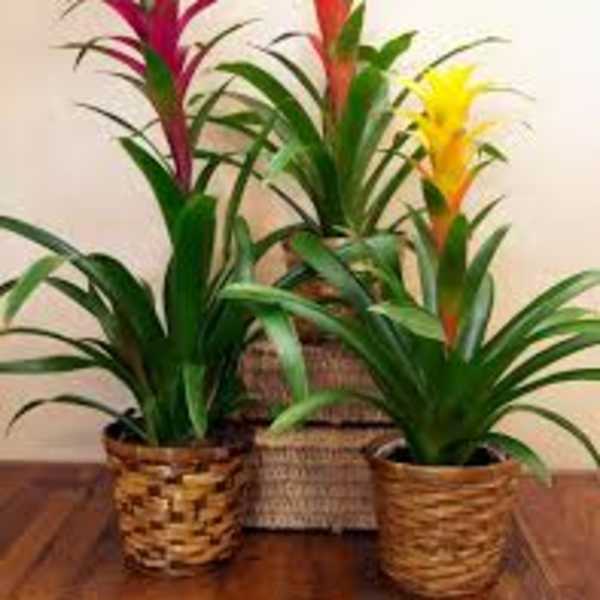 Three potted bromeliad plants with bright pink, orange, and yellow blooms