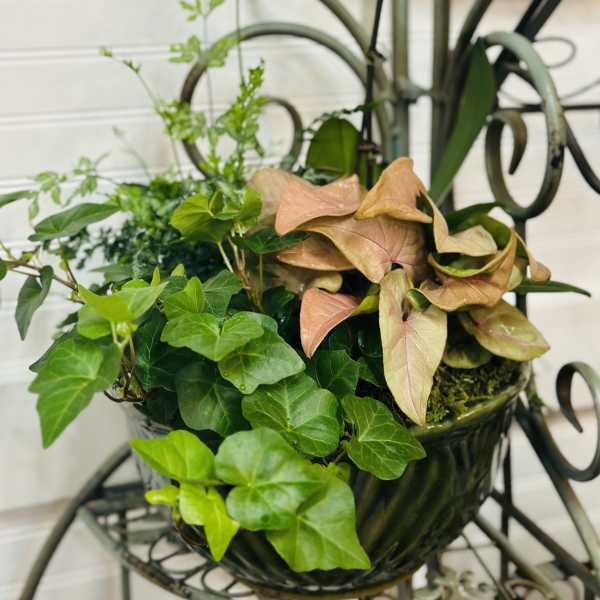 Potted orchid with ivy and syngonium in a decorative container