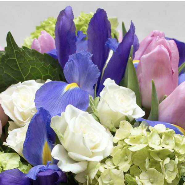 Designer's Choice Spring