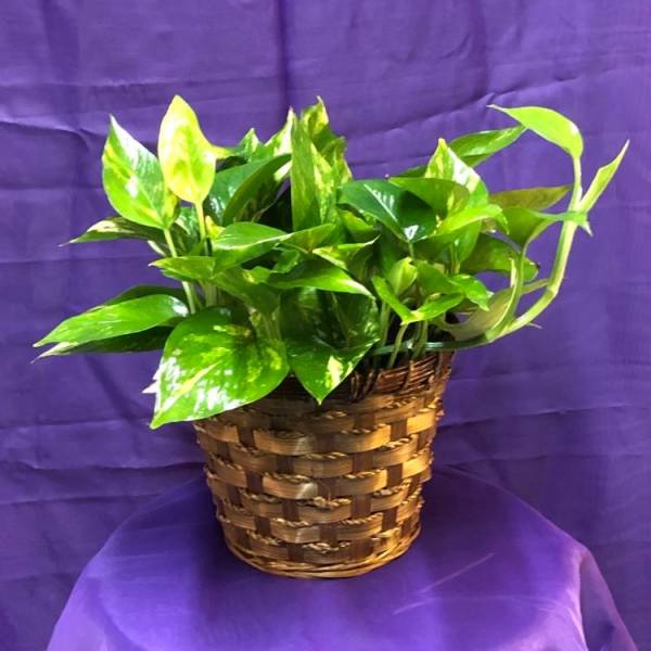 Potted green houseplant in a woven basket