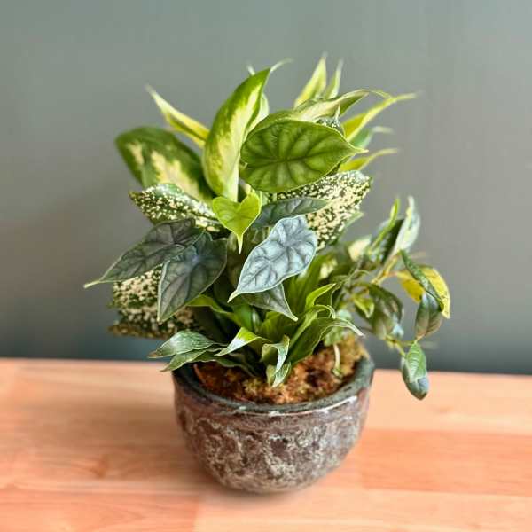 Potted green houseplant in a textured ceramic pot