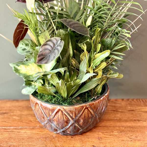 Tropical potted plant arrangement in a patterned ceramic bowl