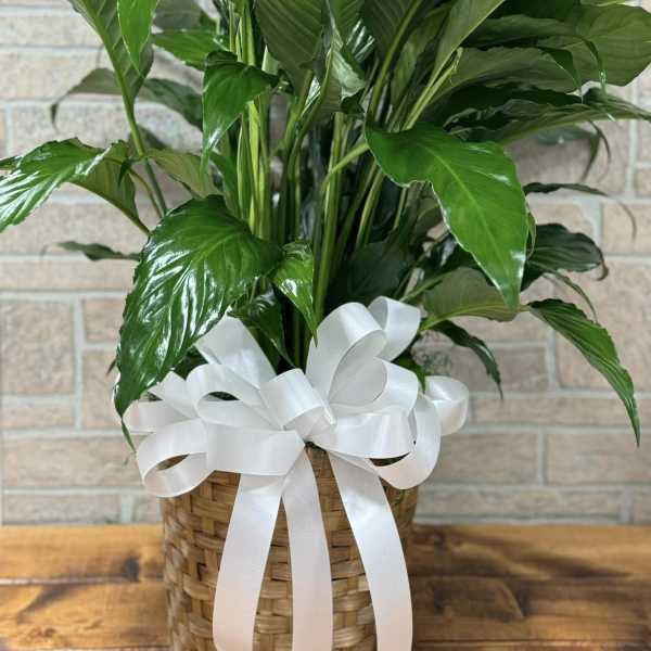 8" Peace lily