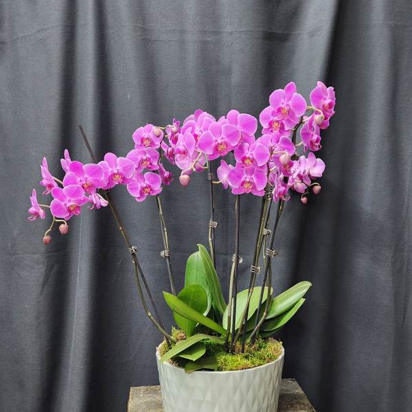 Pink orchid plant in a white textured pot