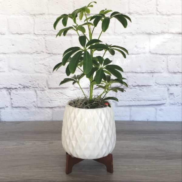 Single 4" Plant