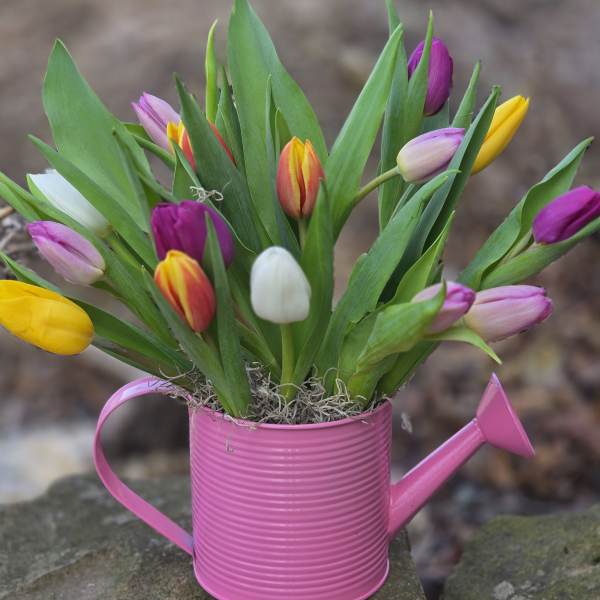 Colorful tulips arranged in a pink watering can