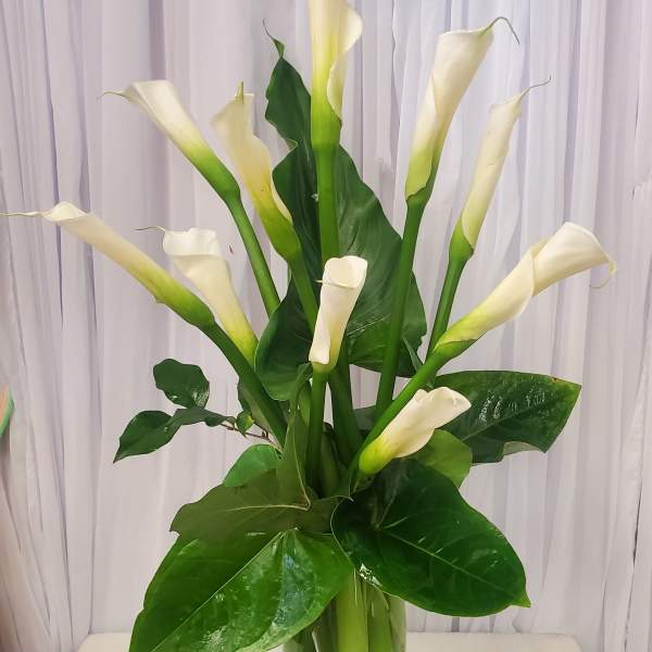 White calla lilies in a glass vase with glossy green leaves