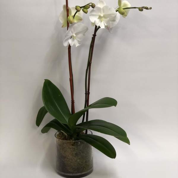 White orchids in a glass pot with broad green leaves