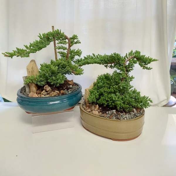 Two small bonsai trees in shallow ceramic pots on a table