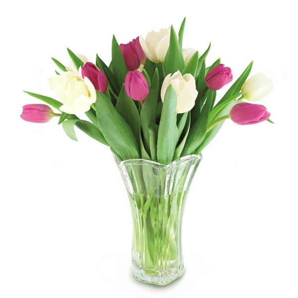 Pink and white tulips in a clear glass vase