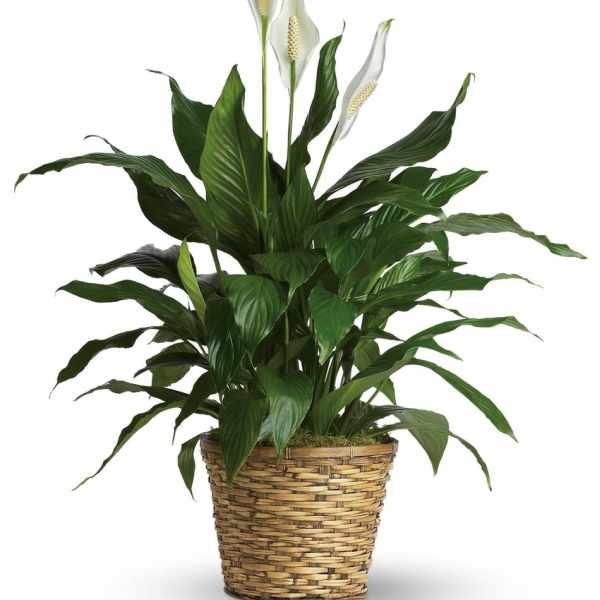 Potted peace lily plant in a woven basket planter