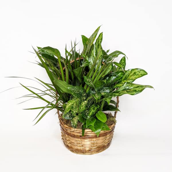 Basket of assorted green houseplants in a woven planter