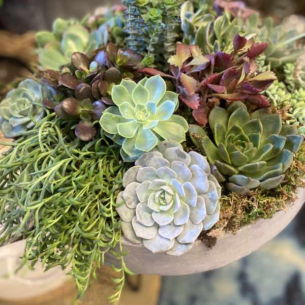 Succulent arrangement in a shallow bowl with rosette and trailing plants