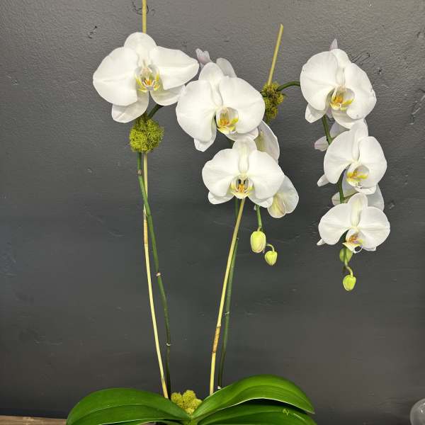 White orchids in a square white pot with bright green moss