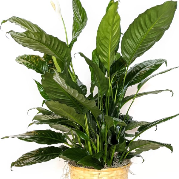 Potted peace lily plant in a woven basket
