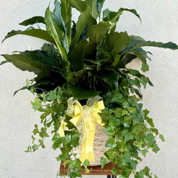 Potted green plant arrangement with trailing ivy in a wicker basket